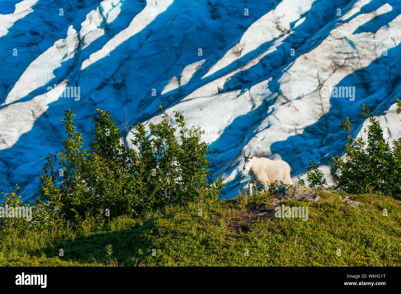 Une chèvre de montagne (Oreamnos americanus) marchant sur la toundra avec sortie Glacier en arrière-plan dans le Parc national de Kenai Fjords pendant un été ensoleillé après... Banque D'Images
