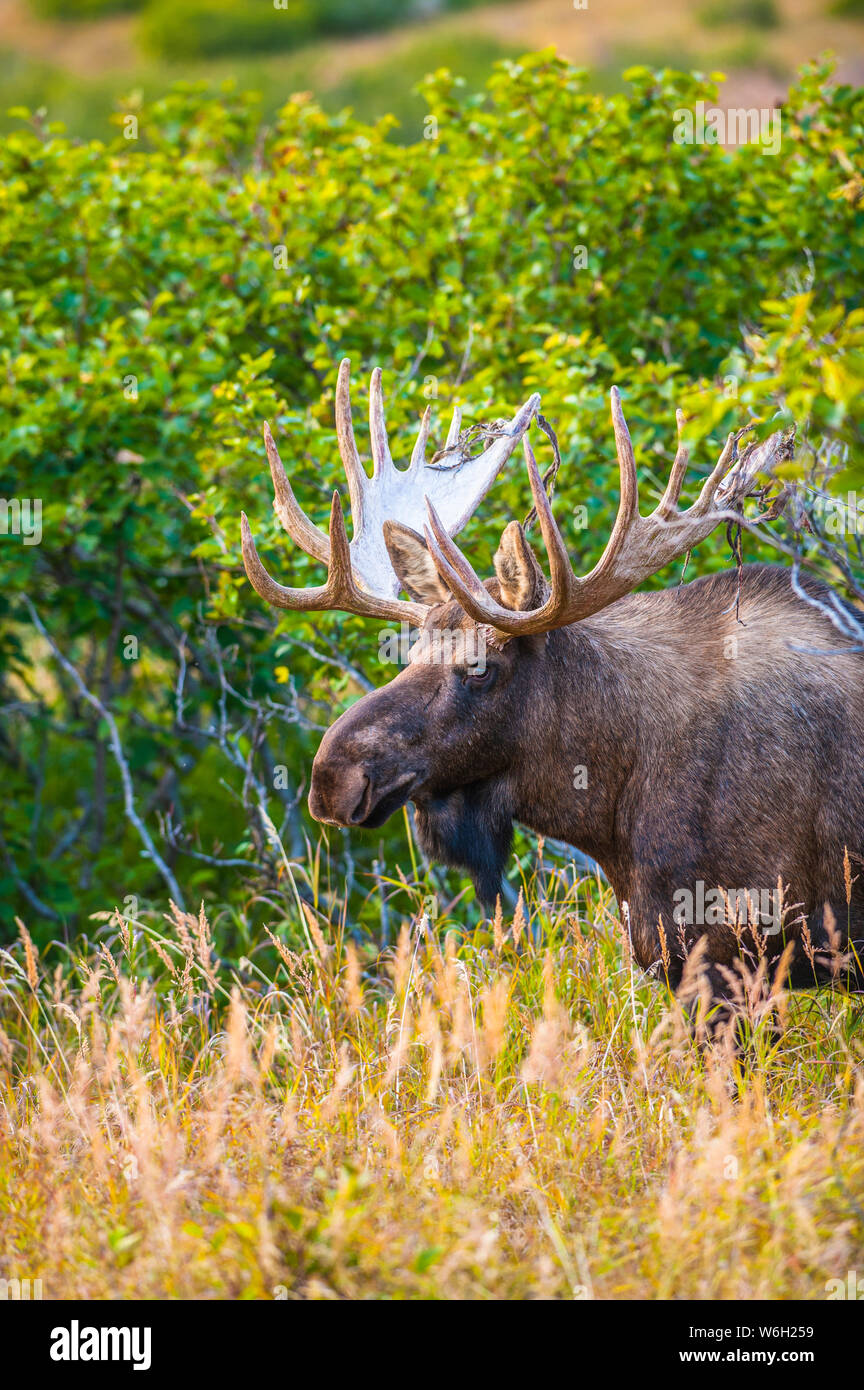Un gros plan d'un taureau Moose (Alces alces) debout en brosse près du col Powerline dans le parc national de Chugach, près d'Anchorage dans le centre-sud de l'Alaska sur... Banque D'Images