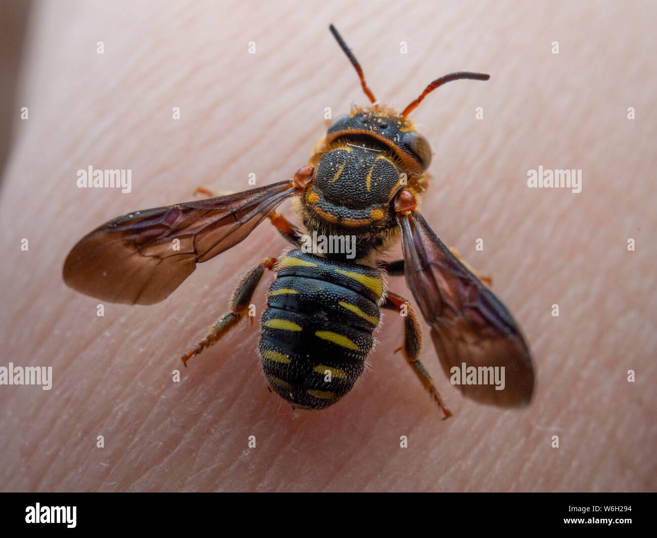 Macro détaillée d'une abeille sauvage du Brésil, connu localement comme abelha cortadeira Banque D'Images
