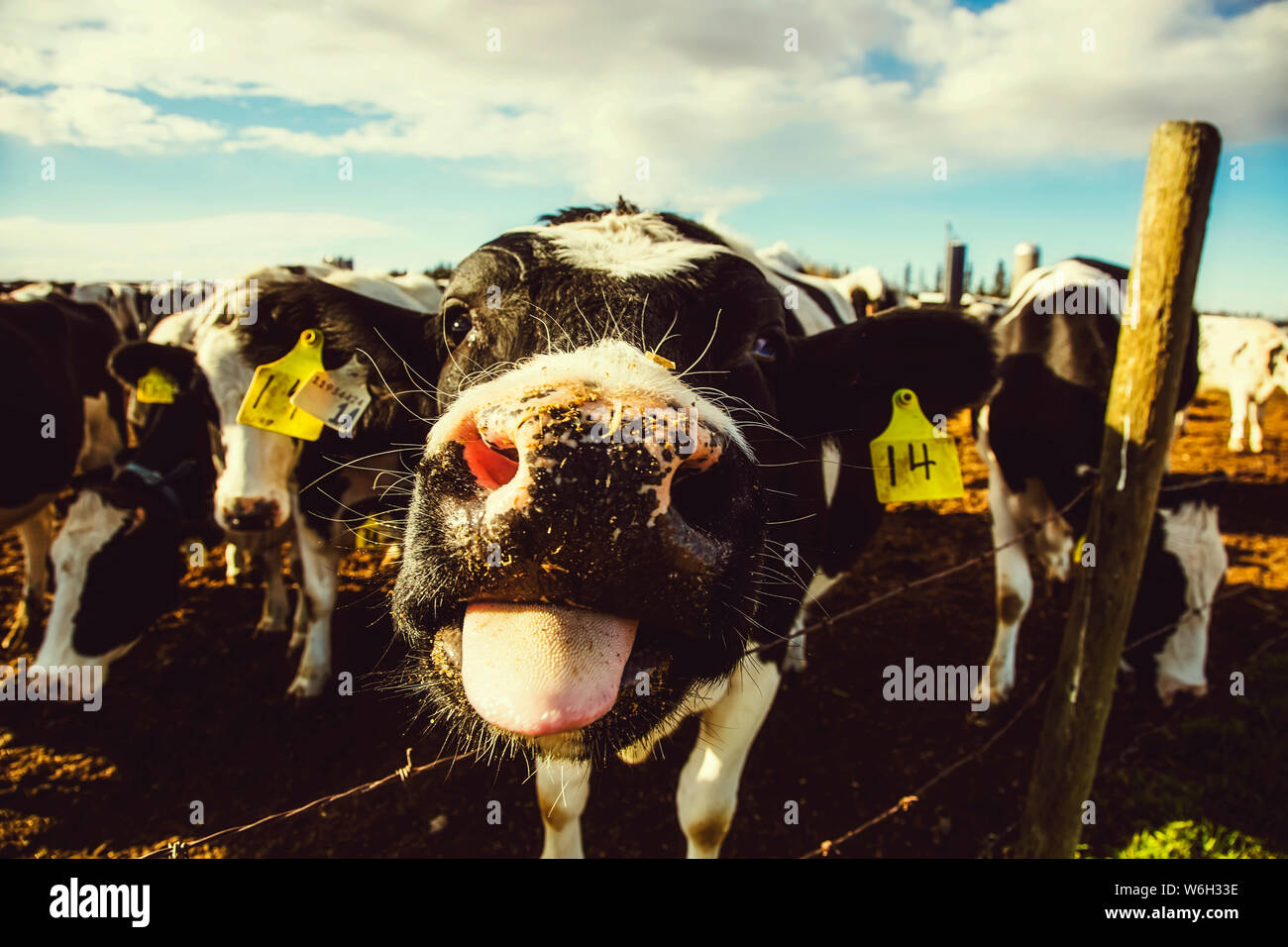 Gros plan d'une curieuse vache Holstein avec des étiquettes d'identification, en regardant la caméra et en collant sa langue tout en se tenant à une barrière de barbelés... Banque D'Images