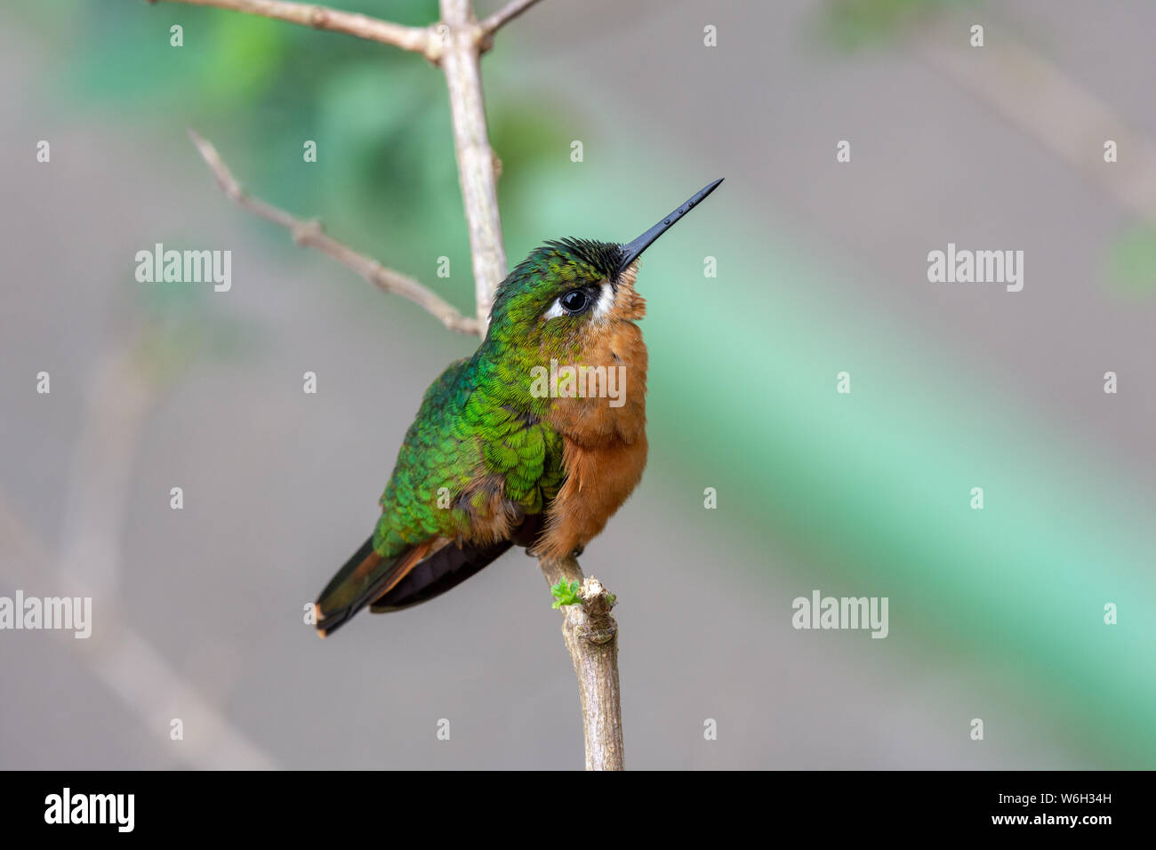 Beautifil brésilien d'oiseaux, Ruby n'une succursale dans le biome de la forêt tropicale de l'Atlantique Banque D'Images