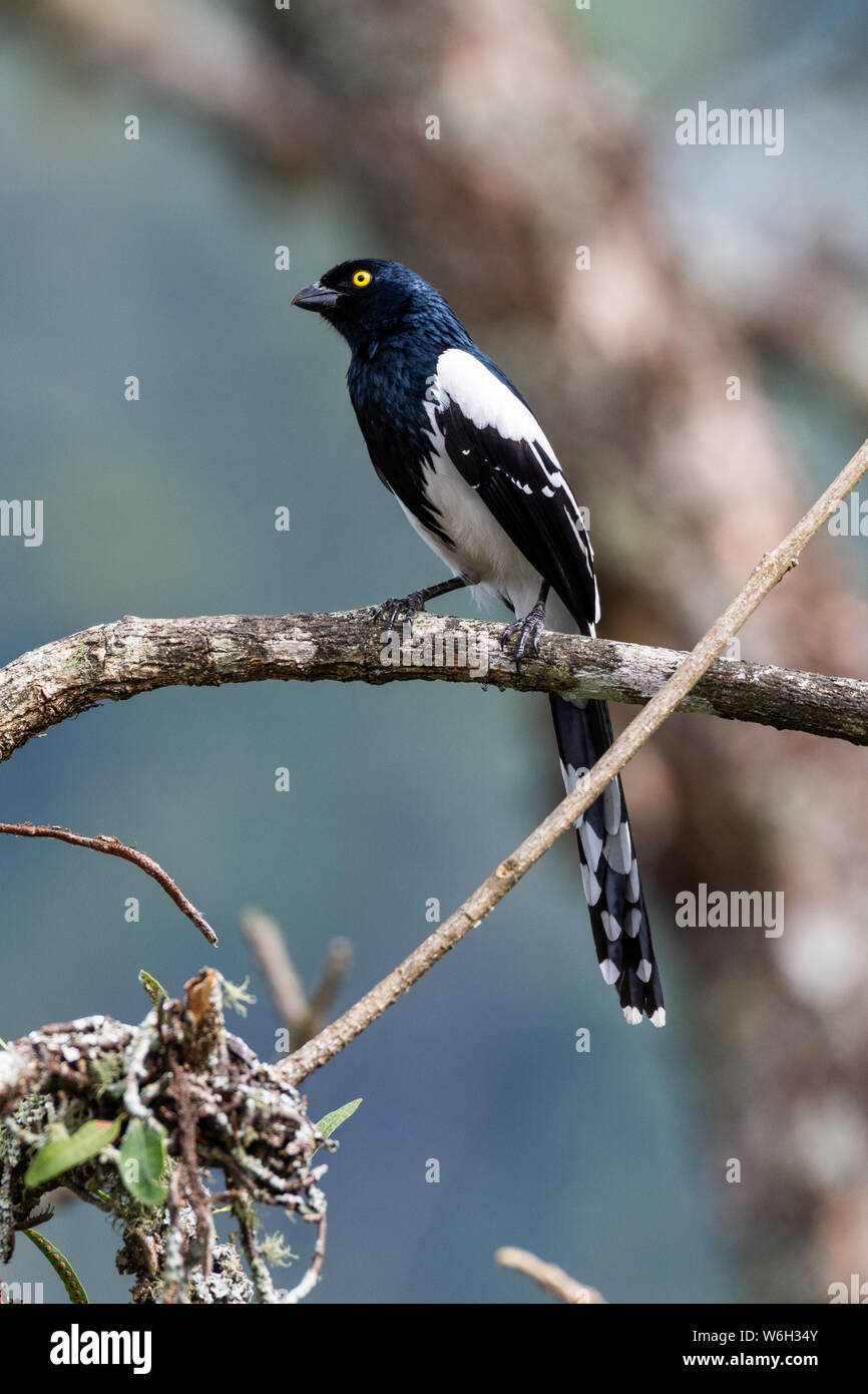 Beautifil Magpie oiseaux Tangara écarlate, une branche dans le biome de la forêt tropicale de l'Atlantique Banque D'Images