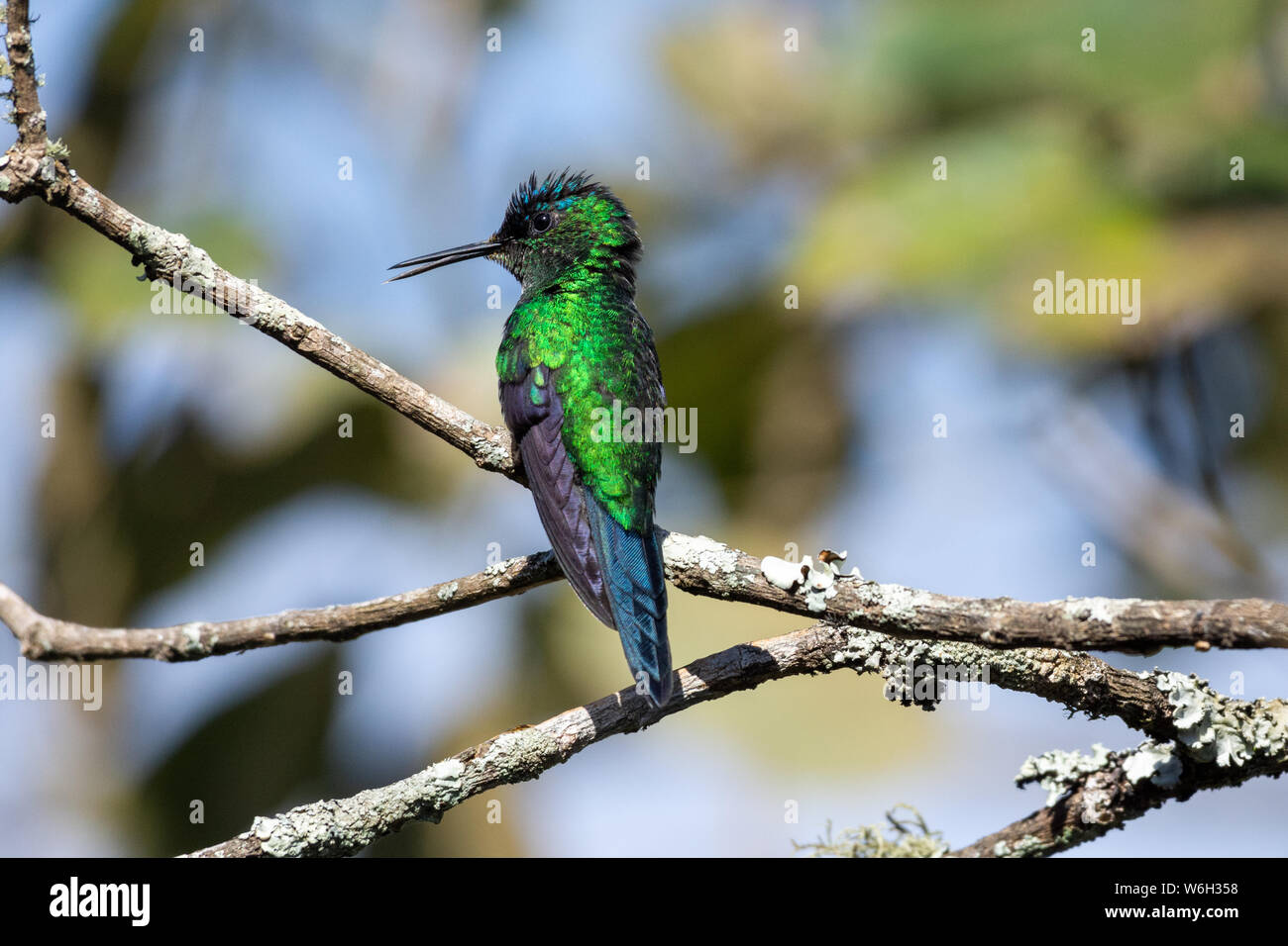 Beautifil brésilien d'oiseaux, Ruby n'une succursale dans le biome de la forêt tropicale de l'Atlantique Banque D'Images