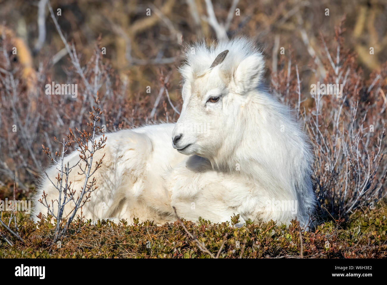 L'agneau du mouflon de Dall (Ovis dalli) avec son pelage d'hiver, assis dans des broussailles, les montagnes Chugach, centre-sud de l'Alaska ; Alaska, États-Unis d'Amérique Banque D'Images