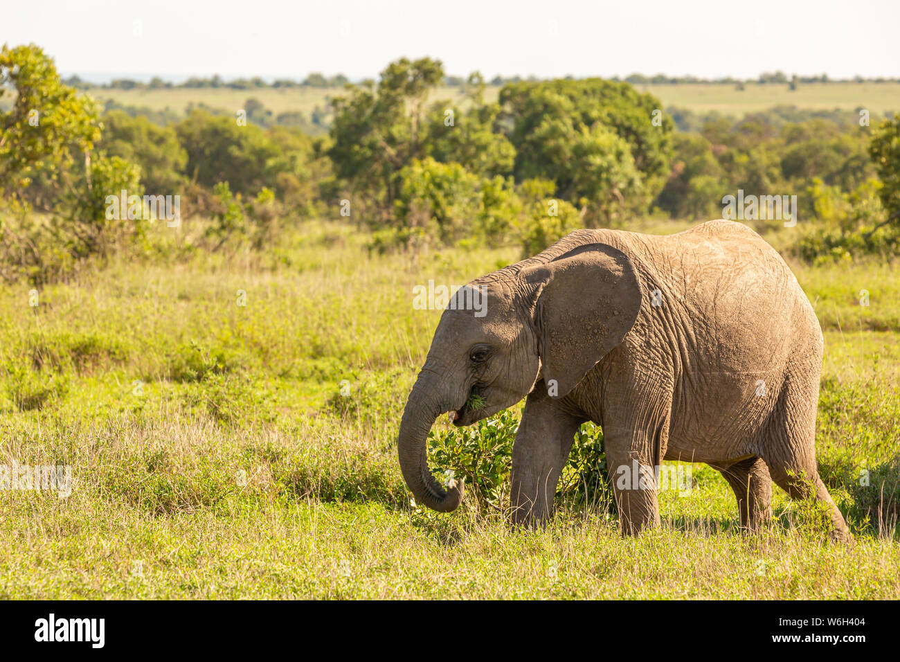 Photographie en couleur de l'éléphant en marche unique veau profil, porté à l'Ol Pejeta Conservancy, au Kenya. Banque D'Images