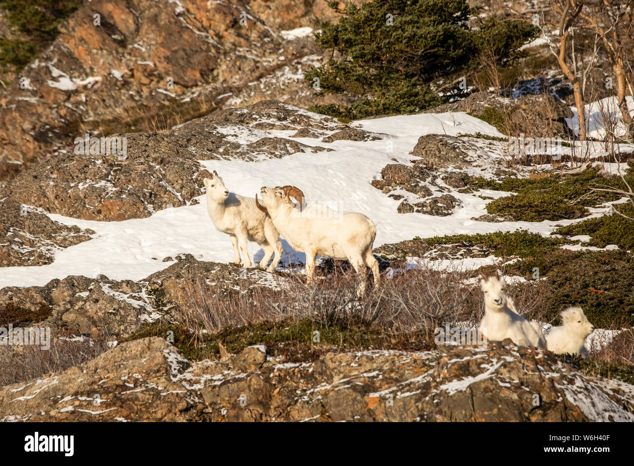 Béliers de mouton Dall (Ovis dalli) avec la brebis, parc national et réserve Denali; Alaska, États-Unis d'Amérique Banque D'Images