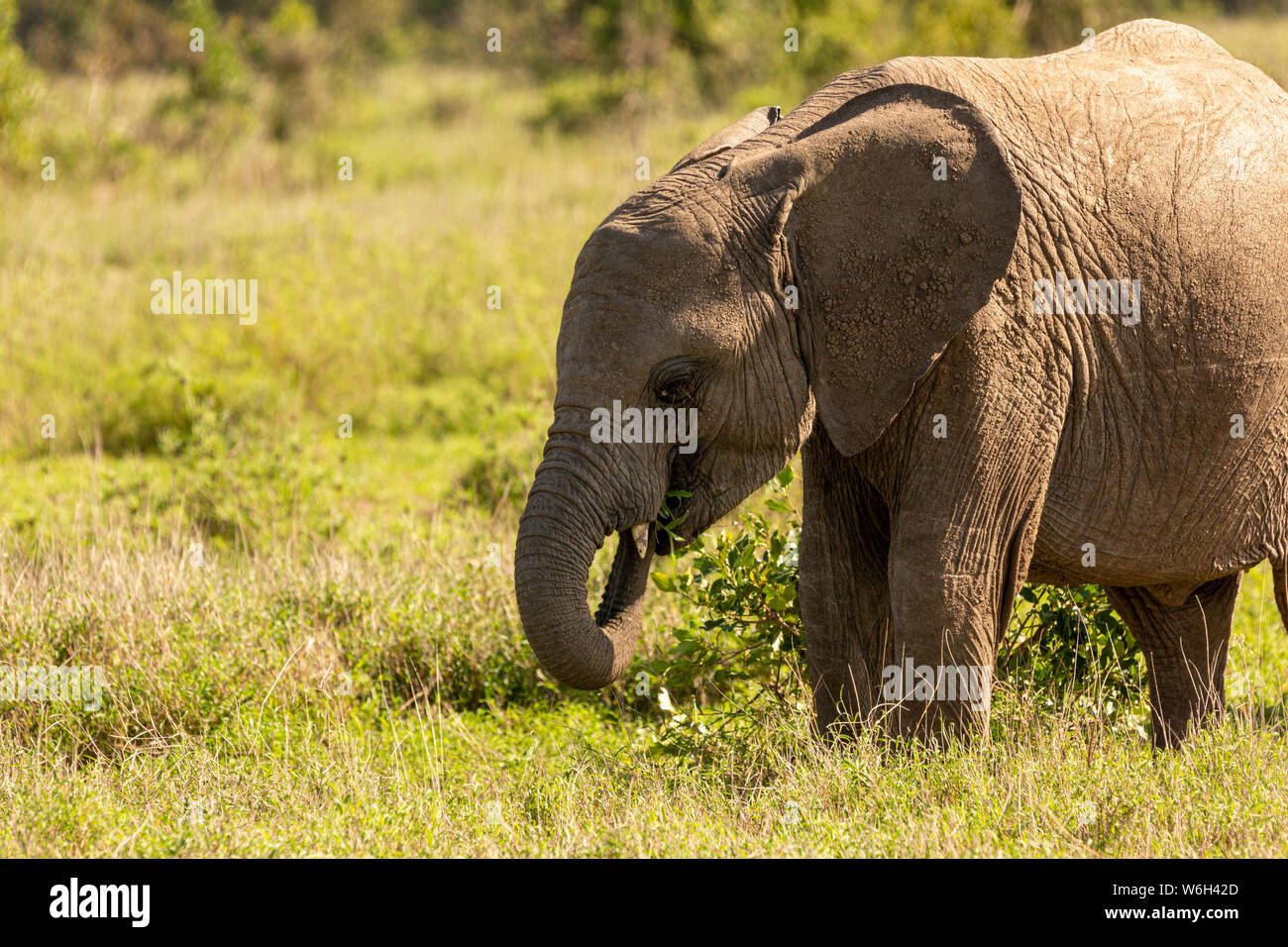 Close-up photographie couleur de l'éléphant d'alimentation unique veau sur l'herbe de profil, prise sur Ol Pejeta Conservancy, au Kenya. Banque D'Images