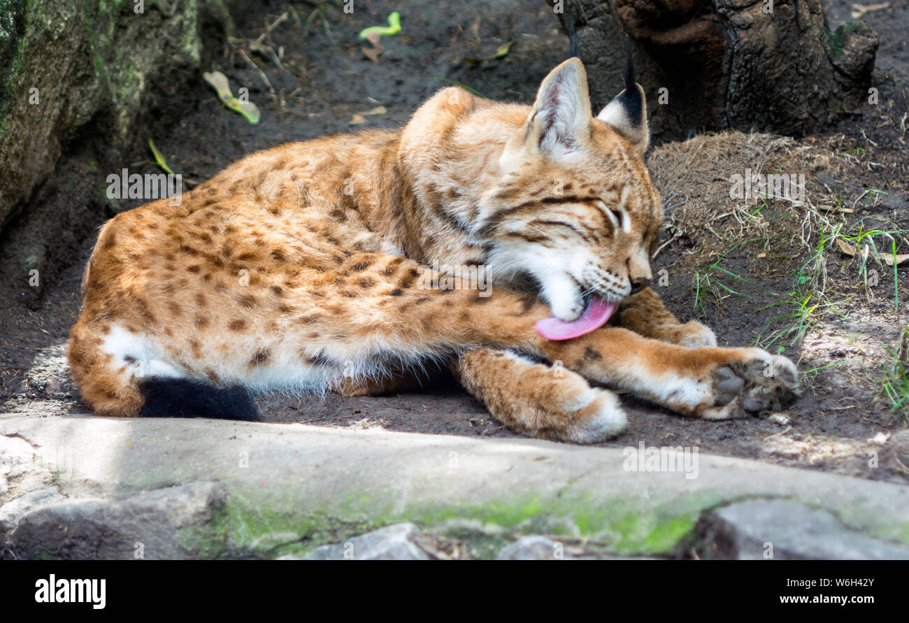 Nettoyage Bobcat elle-même, dans la nature, lynks habitat Banque D'Images