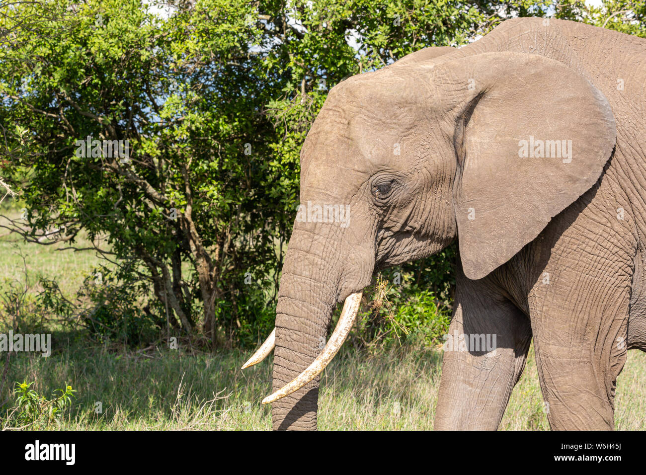 Close-up photographie couleur de la tête d'éléphant unique des profils de profil, prises à Ol Pejeta Conservancy, au Kenya. Banque D'Images