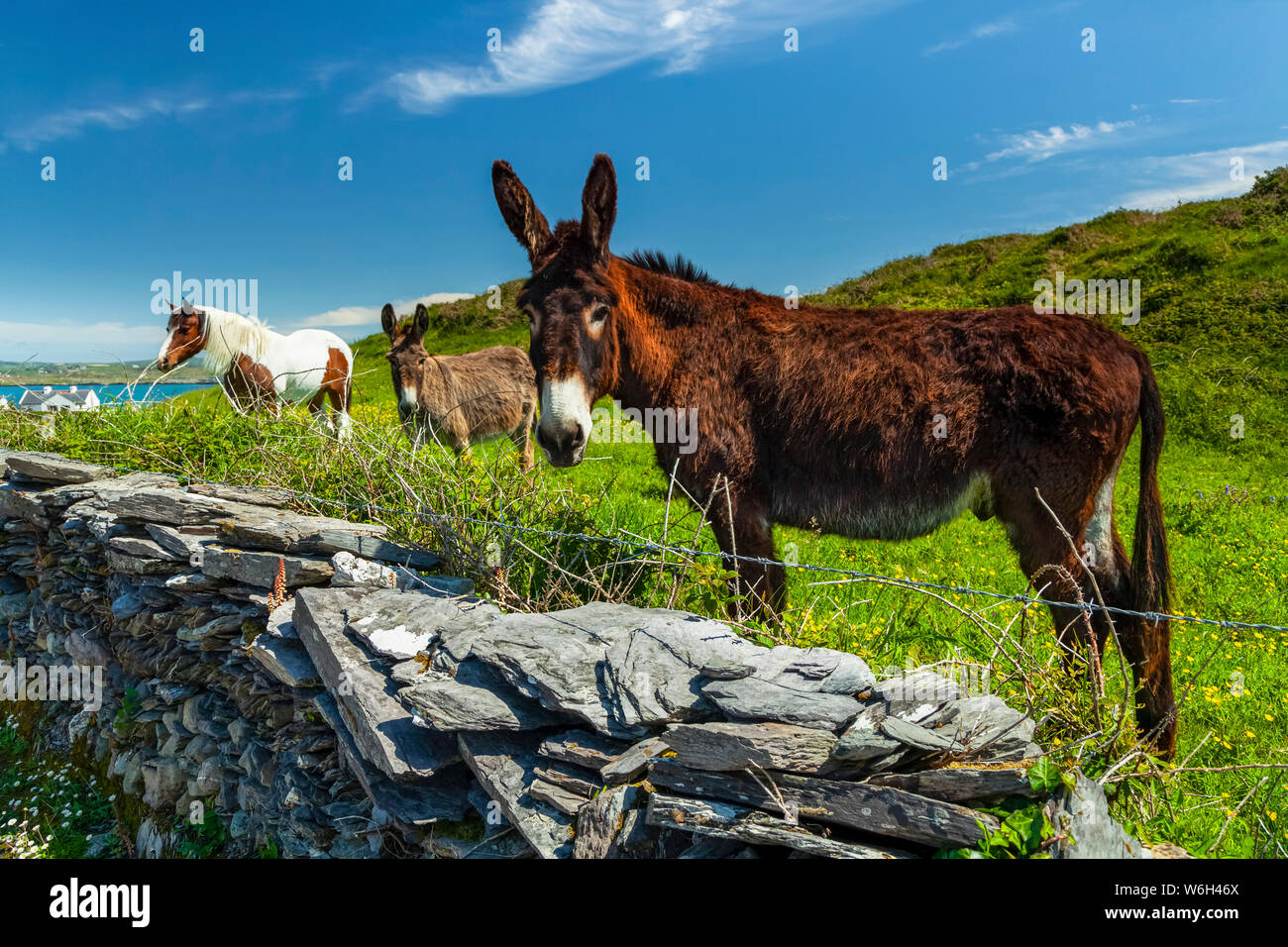 Cheval et deux ânes paît dans l'herbe luxuriante dans un champ le long de la côte de l'Irlande, Roaringwater Bay ; héritier Island, dans le comté de Cork, Irlande Banque D'Images