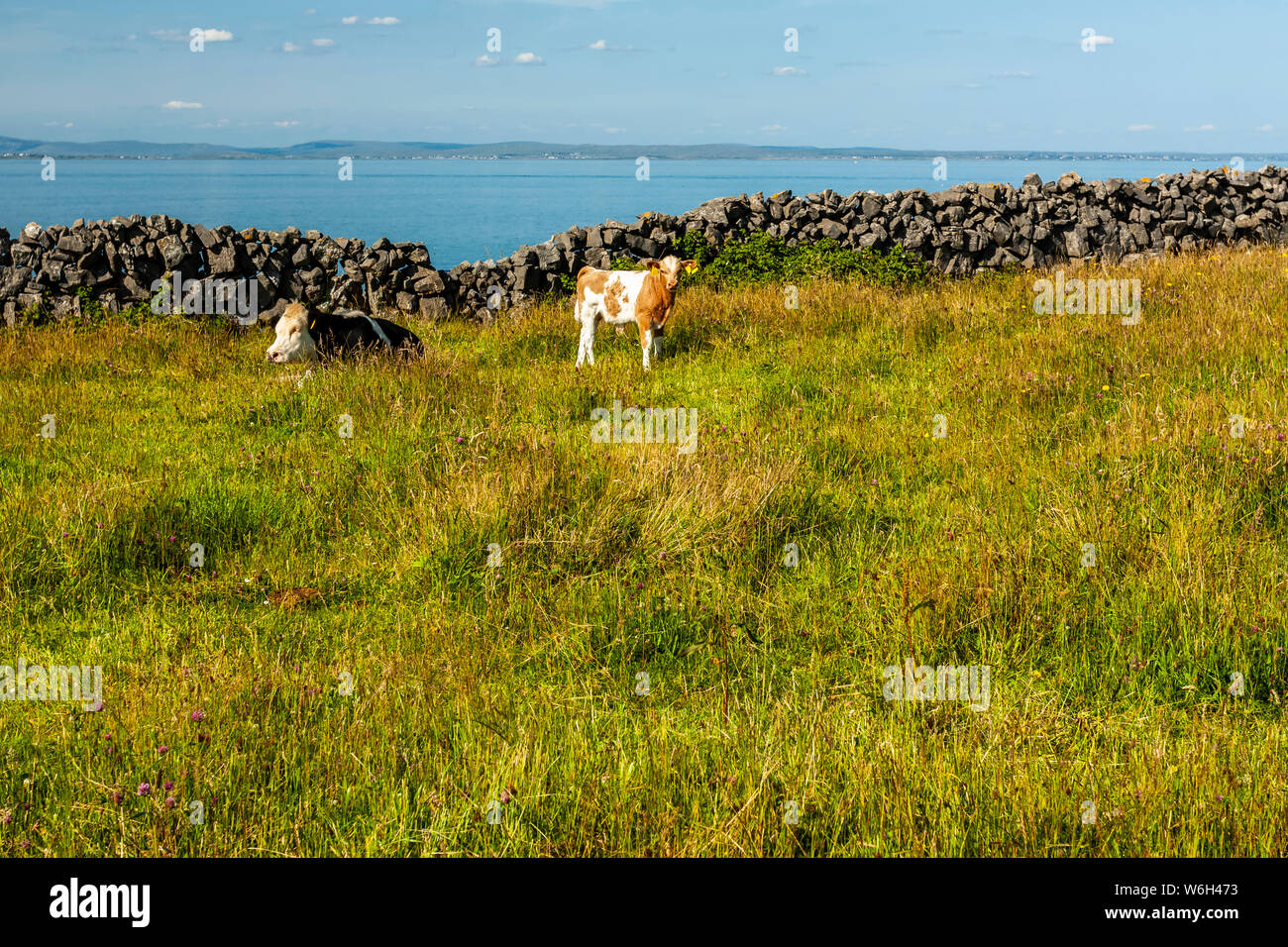 Les vaches paissent dans l'herbe luxuriante dans un champ le long de la côte de l'Irlande, façon sauvage de l'Atlantique ; l'Inishmore Island, comté de Galway, Irlande Banque D'Images