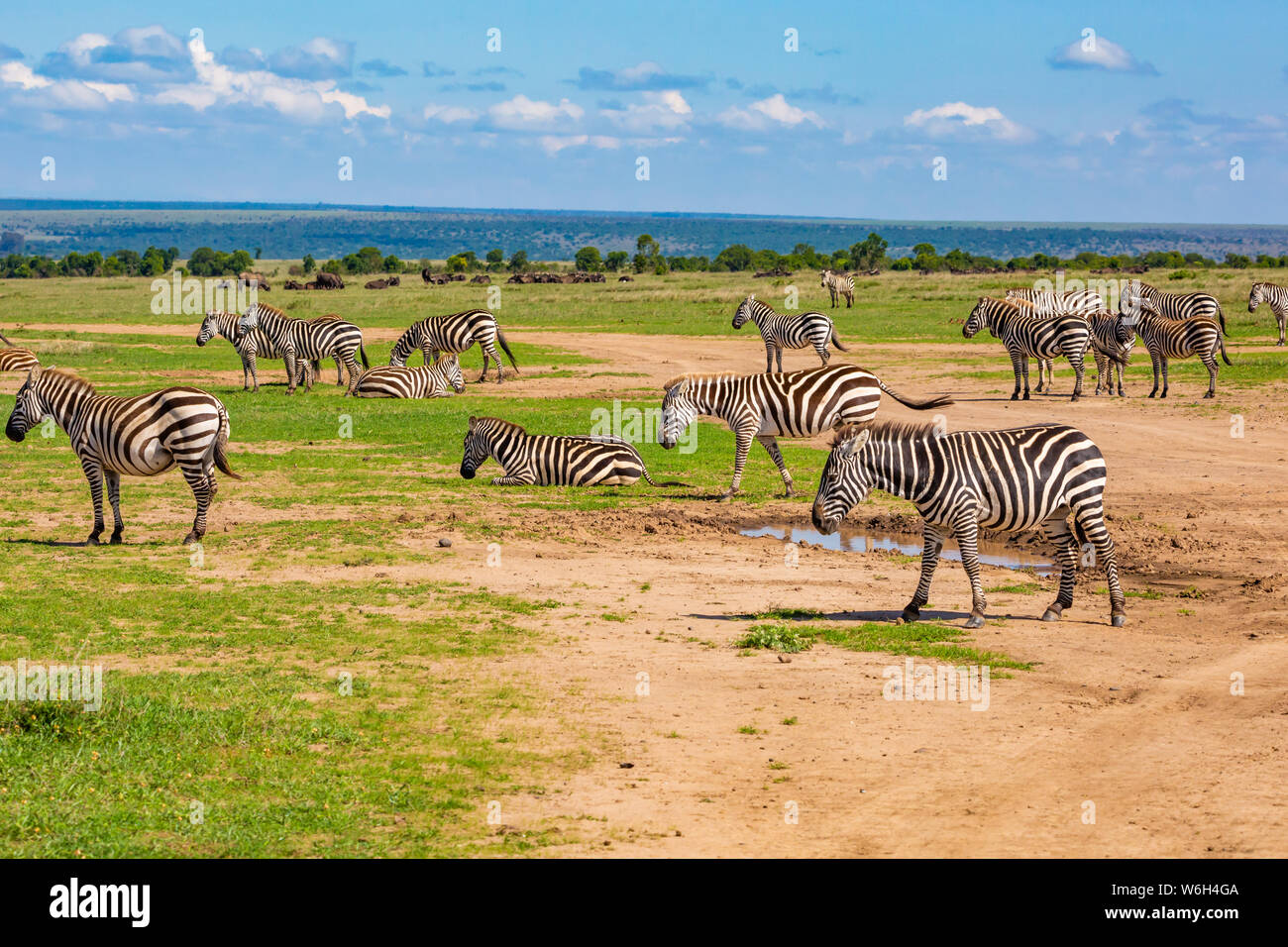 Photographie de paysage couleur de troupeau le zèbre de Burchell (Equus burchelli), porté à l'Ol Pejeta Conservancy, au Kenya. Banque D'Images