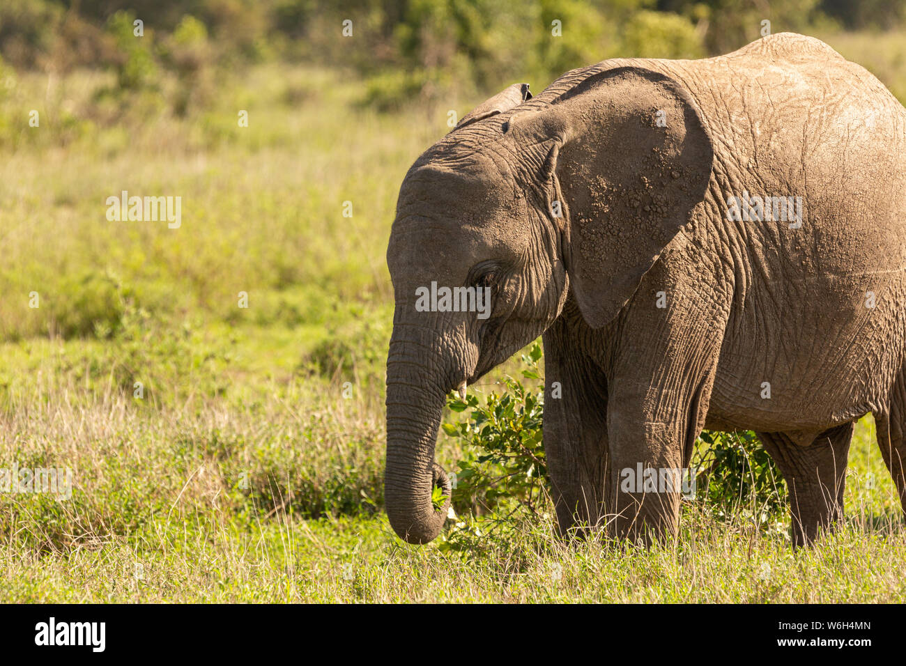 Close-up photographie couleur de l'éléphant en marche unique veau profil, porté à l'Ol Pejeta Conservancy, au Kenya. Banque D'Images