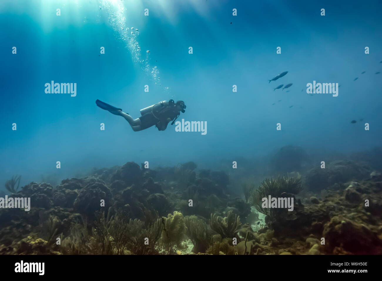 Sous-marin plongeur autonome à l'emplacement de piqué mur du cimetière, côté sud de l'île de Roatan, Bay Islands, Honduras Ministère Banque D'Images