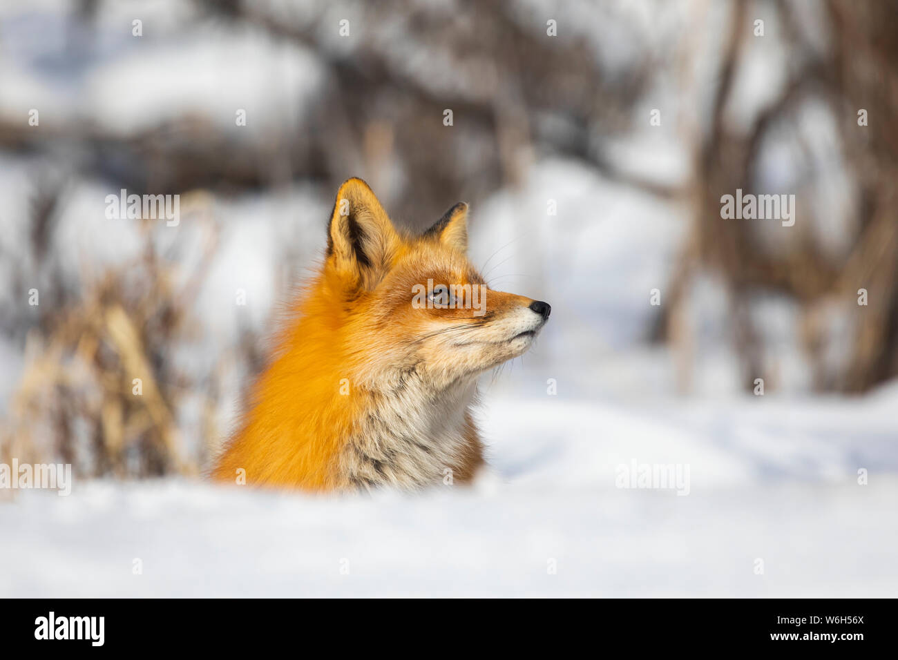 Le renard roux (Vulpes vulpes) alerte dans la neige ; Alaska, États-Unis d'Amérique Banque D'Images