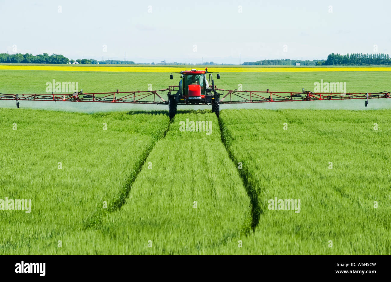 Un pulvérisateur à grande hauteur de déversement permet une application chimique de fongicide au sol sur le blé à croissance moyenne, près de Dugald, Manitoba, Canada Banque D'Images