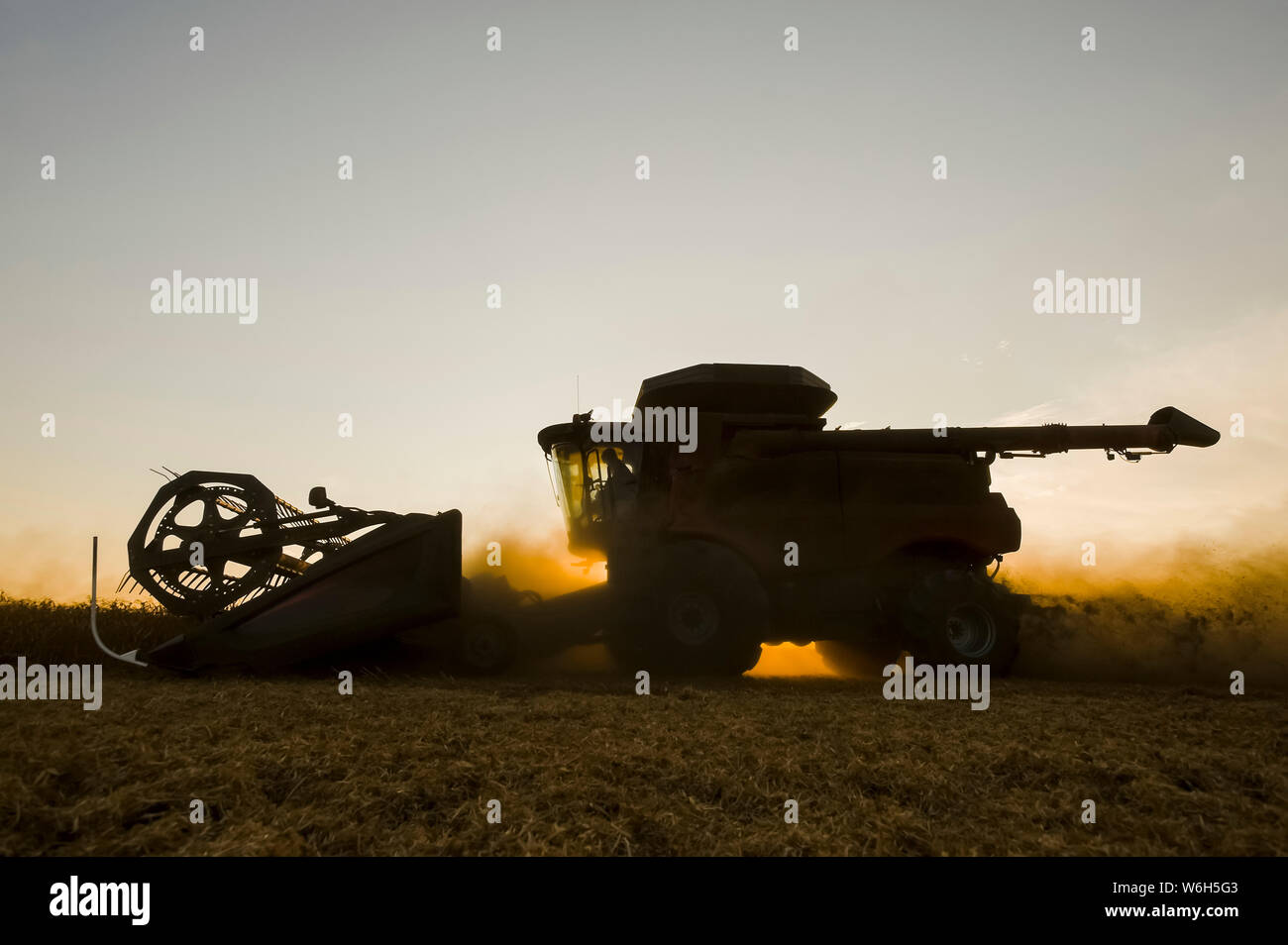 Une moissonneuse-batteuse travaille dans un champ de pois jaunes au coucher du soleil, près de Winnipeg; Manitoba, Canada Banque D'Images