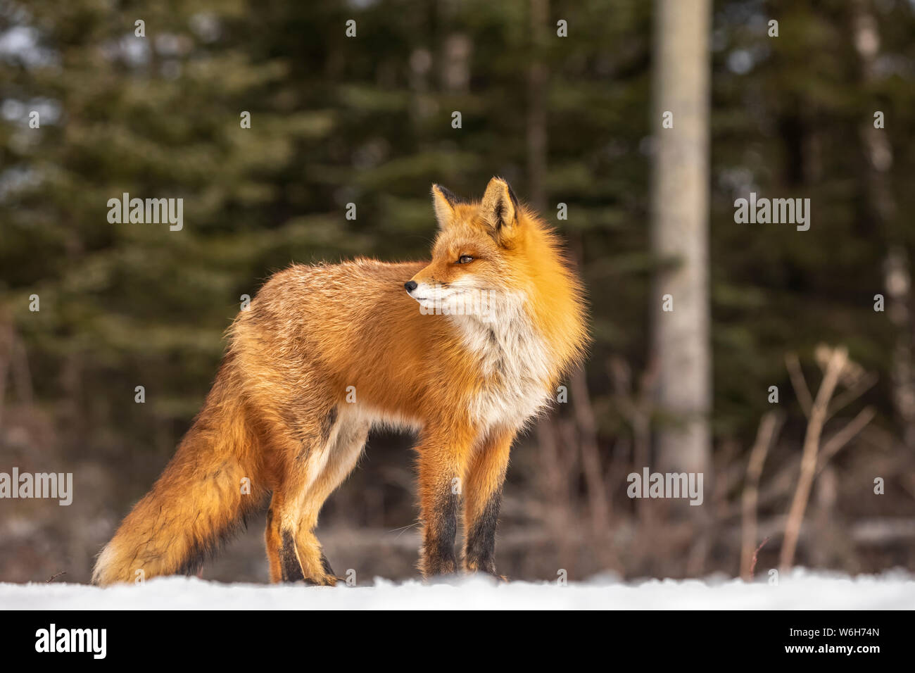 Le renard roux (Vulpes vulpes) debout dans la neige. Famille Fox était souvent vu ici près de Campbell Creek et voyageant sur la piste cyclable de la ville Banque D'Images