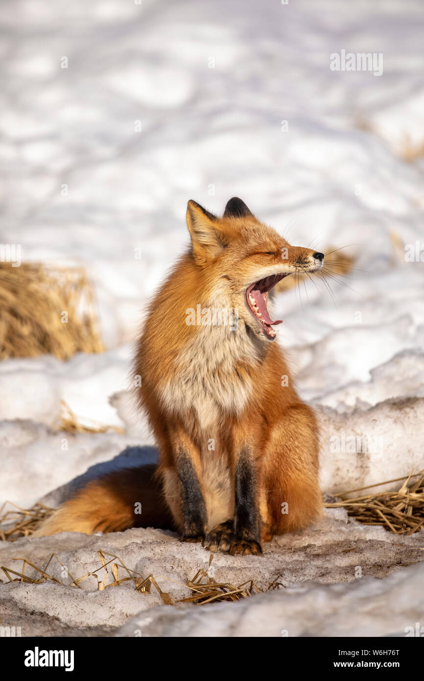 Le renard roux (Vulpes vulpes) yawning car elle se situe dans la neige. Famille Fox était souvent vu ici près de Campbell Creek et voyageant sur la piste cyclable de la ville Banque D'Images