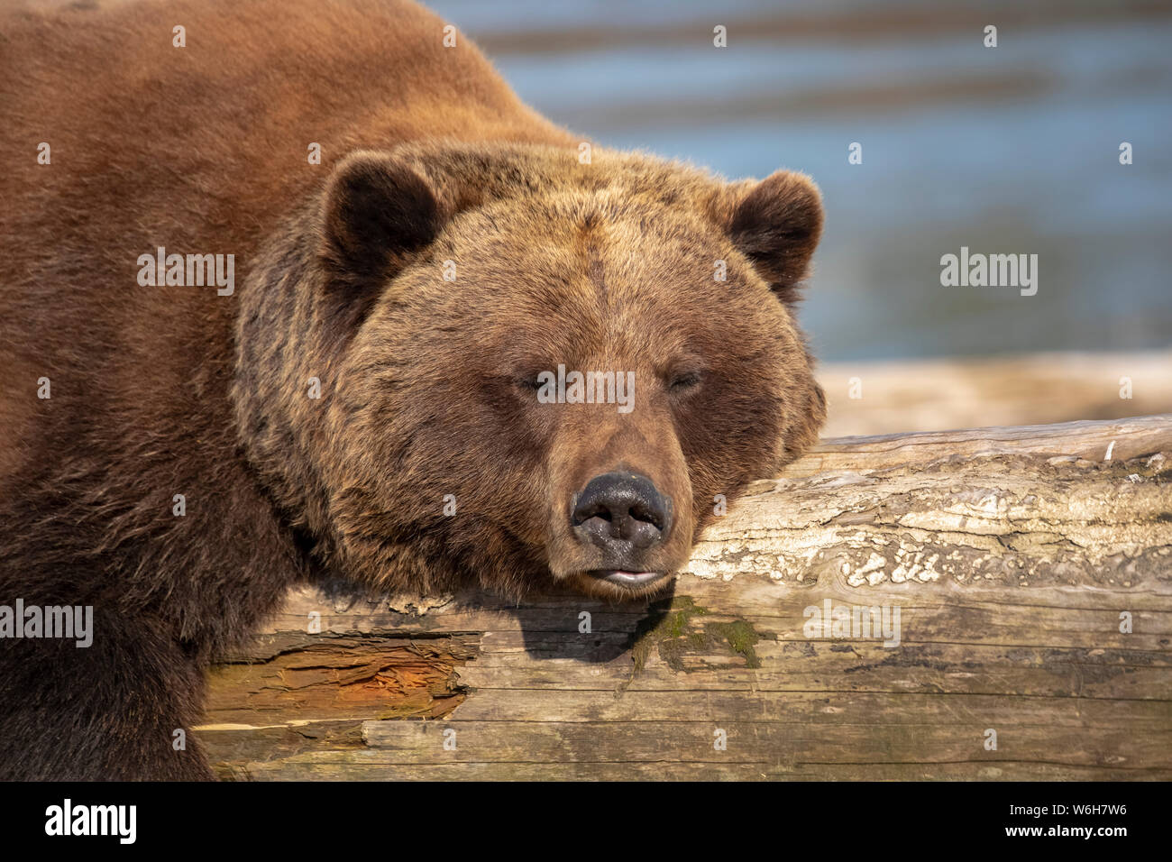Une femelle captive d'ours brun (Ursus arctos) repose et dort sur une bûche de bois flotté au Centre de conservation de la faune de l'Alaska avec un étang dans le... Banque D'Images