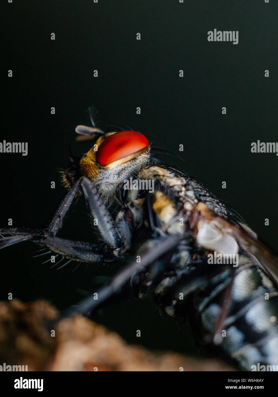 Macro extrême d'un insecte, side view Banque D'Images