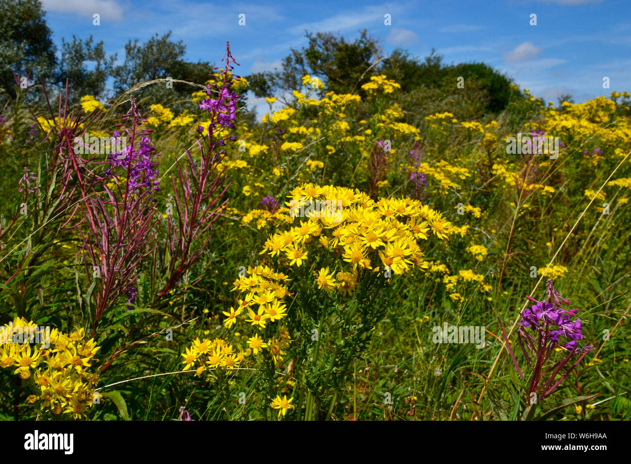 La réserve naturelle nationale de Gibraltar Point, géré par le Lincolnshire Wildlife Trust. Près de Skegness, Lincolnshire, Royaume-Uni Banque D'Images