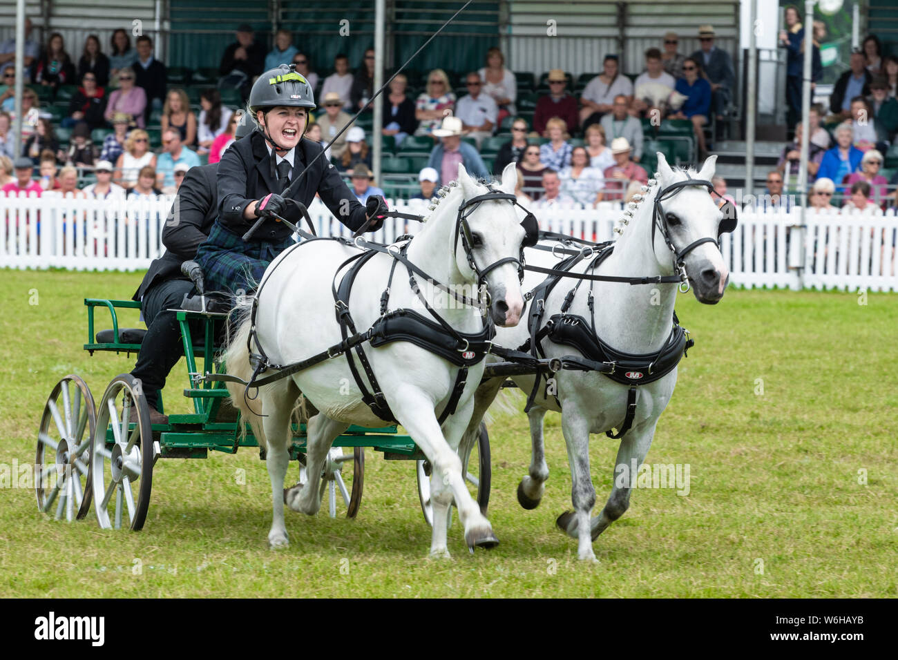 New Forest et le comté de New York Show 2019 - faisceau double courir course - événement équestre dans l'arène Banque D'Images