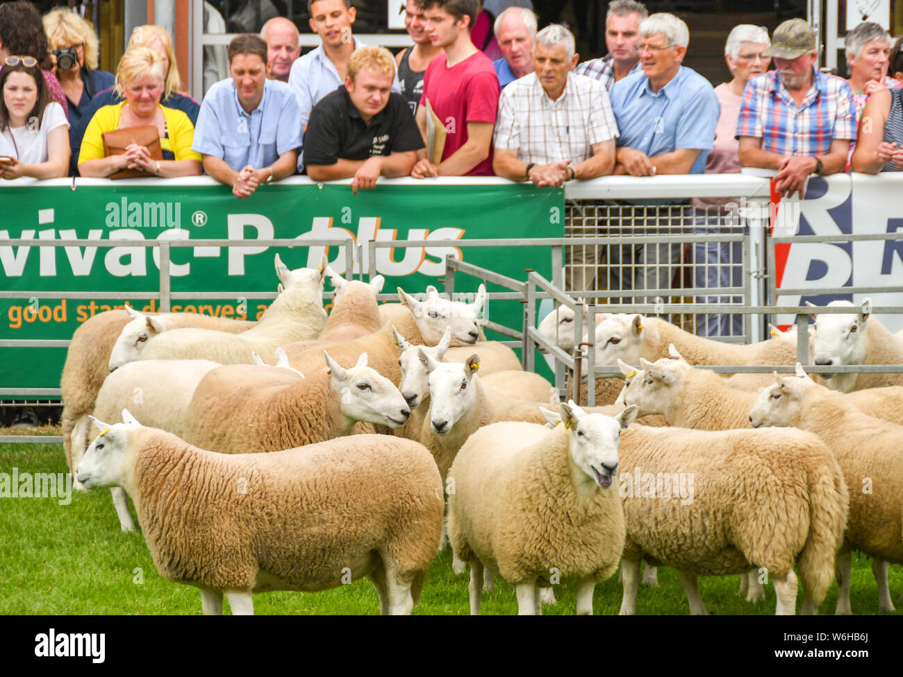 BUILTH WELLS, Pays de Galles - Juillet 2018 : les spectateurs à regarder les moutons dans l'anneau au Royal Welsh Show à Builth Wells, Powys, Pays de Galles. Banque D'Images