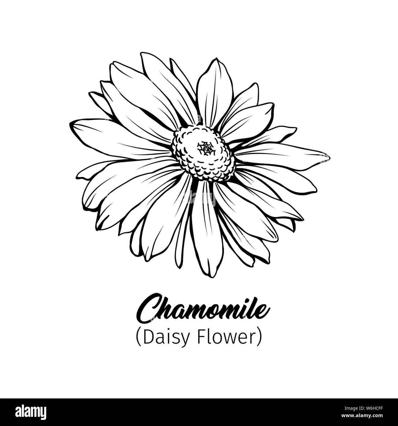 Daisy fleur fleur vector illustration Freehand. La camomille allemande, Matricaria chamomilla esquisse monochrome pétales avec titre. Usine de miel sauvage, flo Illustration de Vecteur