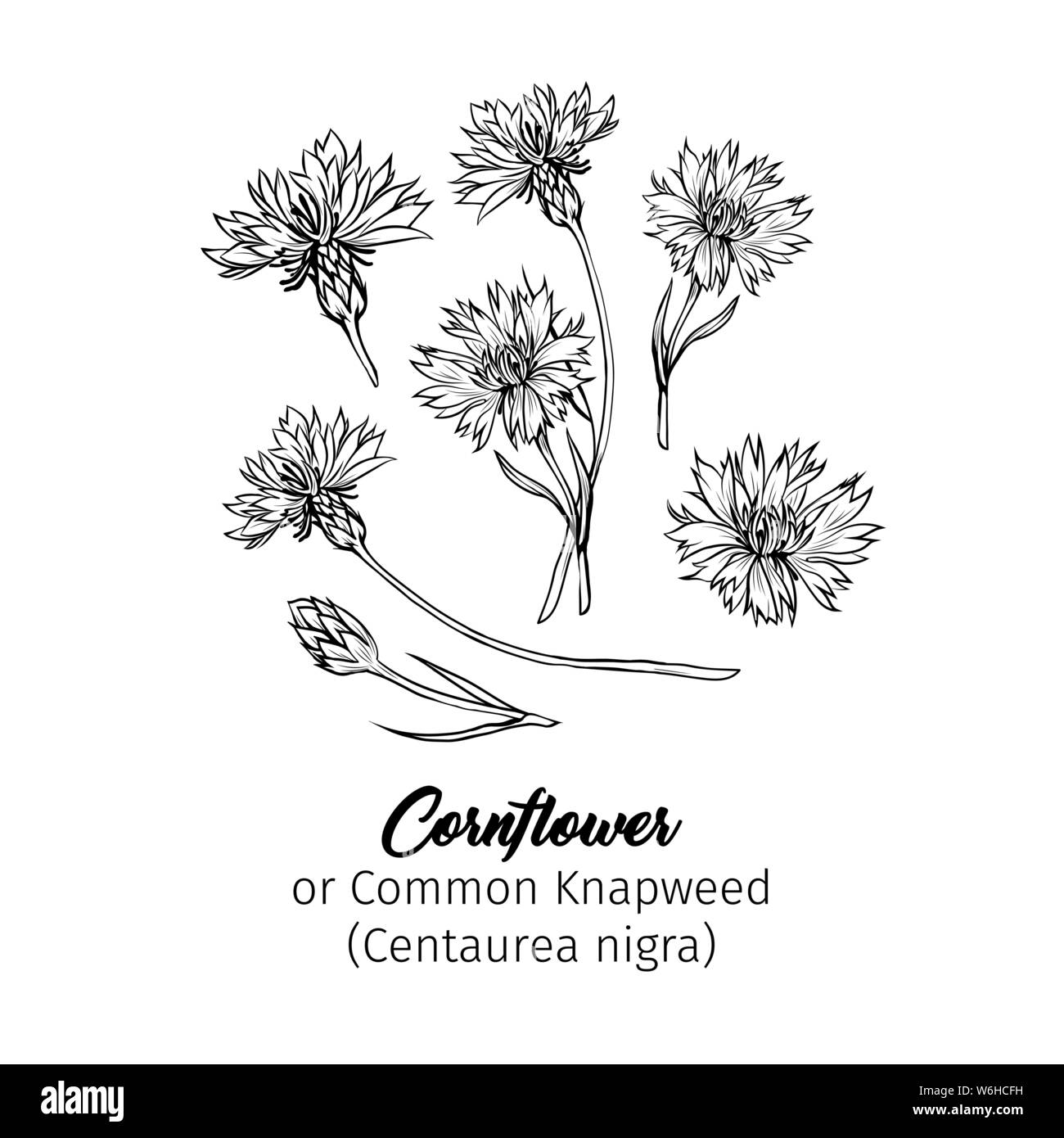 Vecteur d'encre noir bleuet des croquis. Le miel d'été avec des plantes nom gravé de croquis. La centaurée commune, les bourgeons de fleurs contour. Centaurea nigra-botanica Illustration de Vecteur