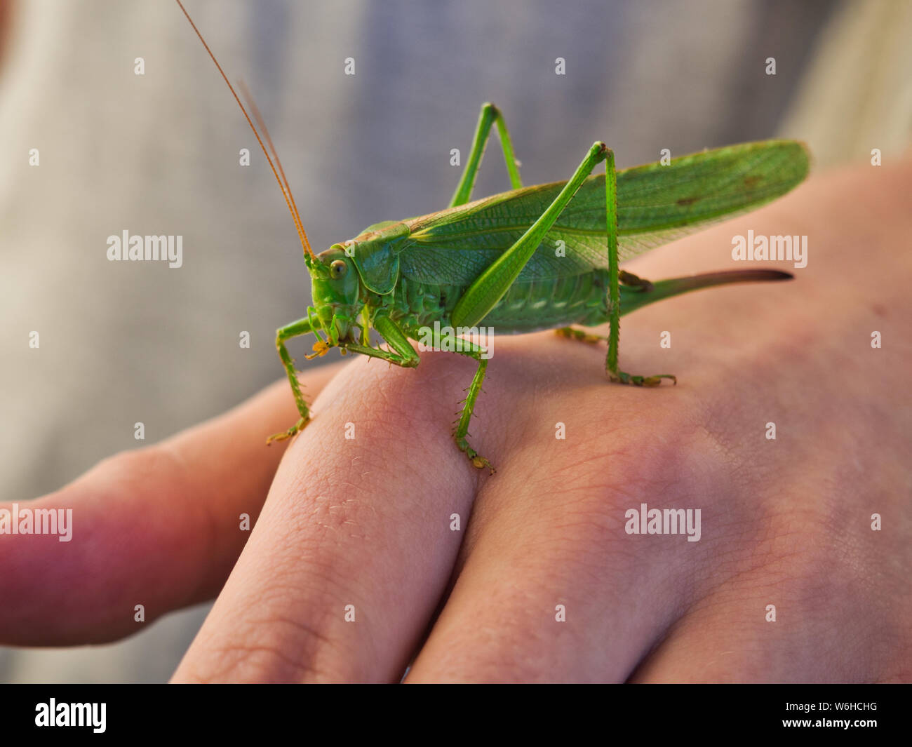Bush énorme à la visite de Cricket Banque D'Images
