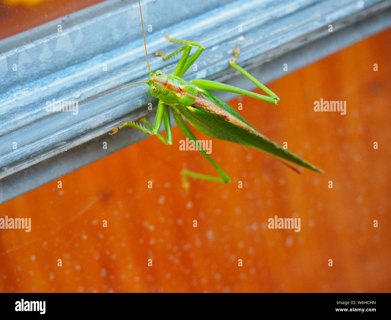 Bush énorme à la visite de Cricket Banque D'Images
