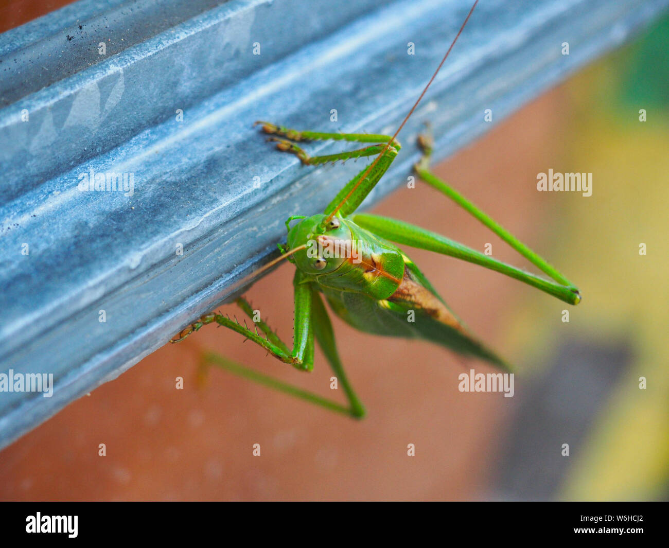 Bush énorme à la visite de Cricket Banque D'Images