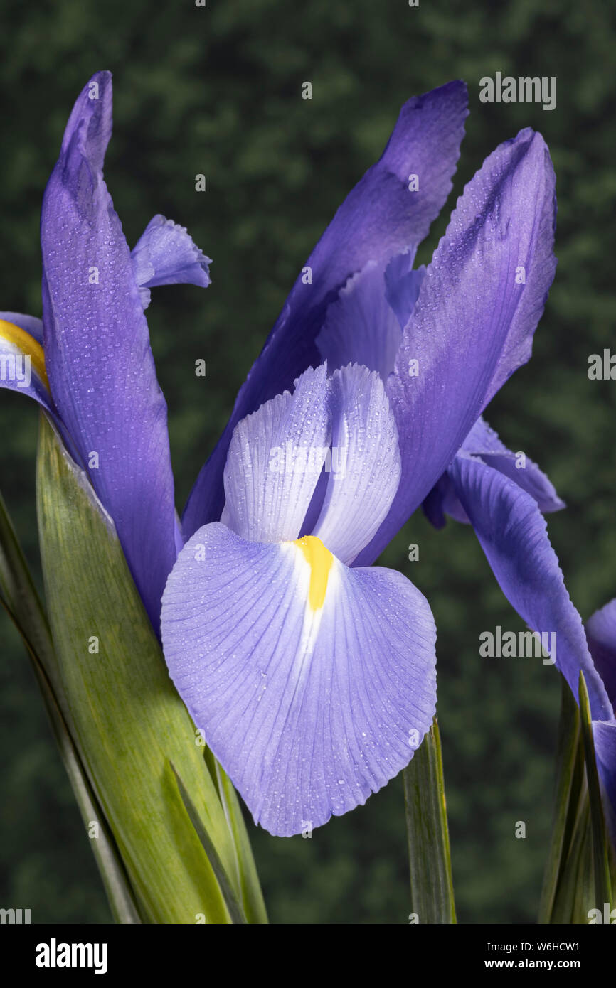 Iris mauve foncé Photo Stock - Alamy