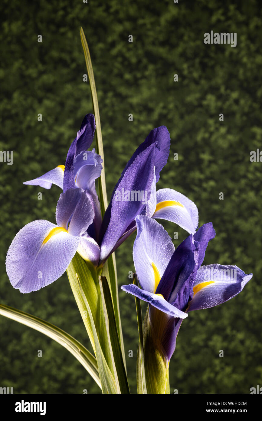 Iris mauve foncé Banque D'Images