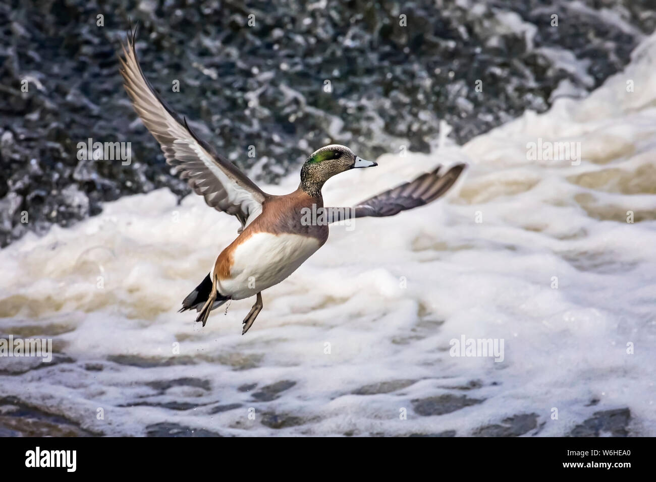 Le veuf américain (Mareca americana) survolant le surf; Denver, Colorado, États-Unis d'Amérique Banque D'Images