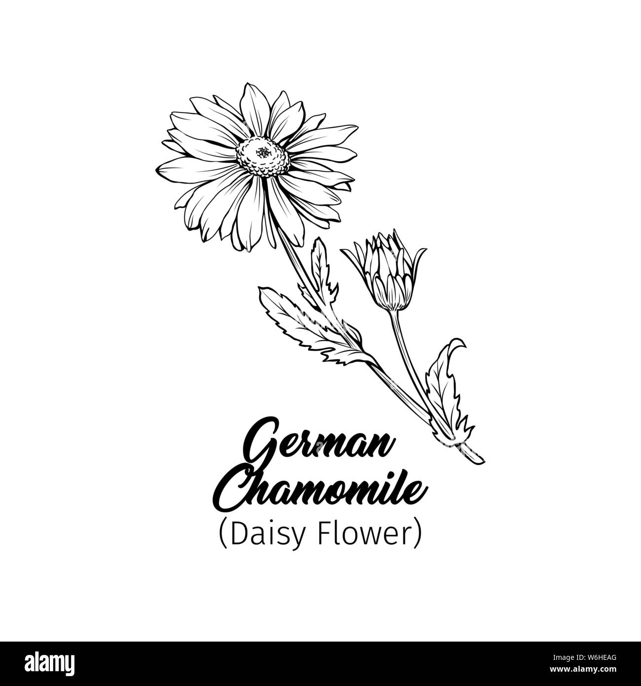 Daisy flower bud avec vector illustration Freehand. La camomille allemande, Matricaria chamomilla contours monochromes. Usine de miel de fleurs sauvages, la gravure. Ho Illustration de Vecteur