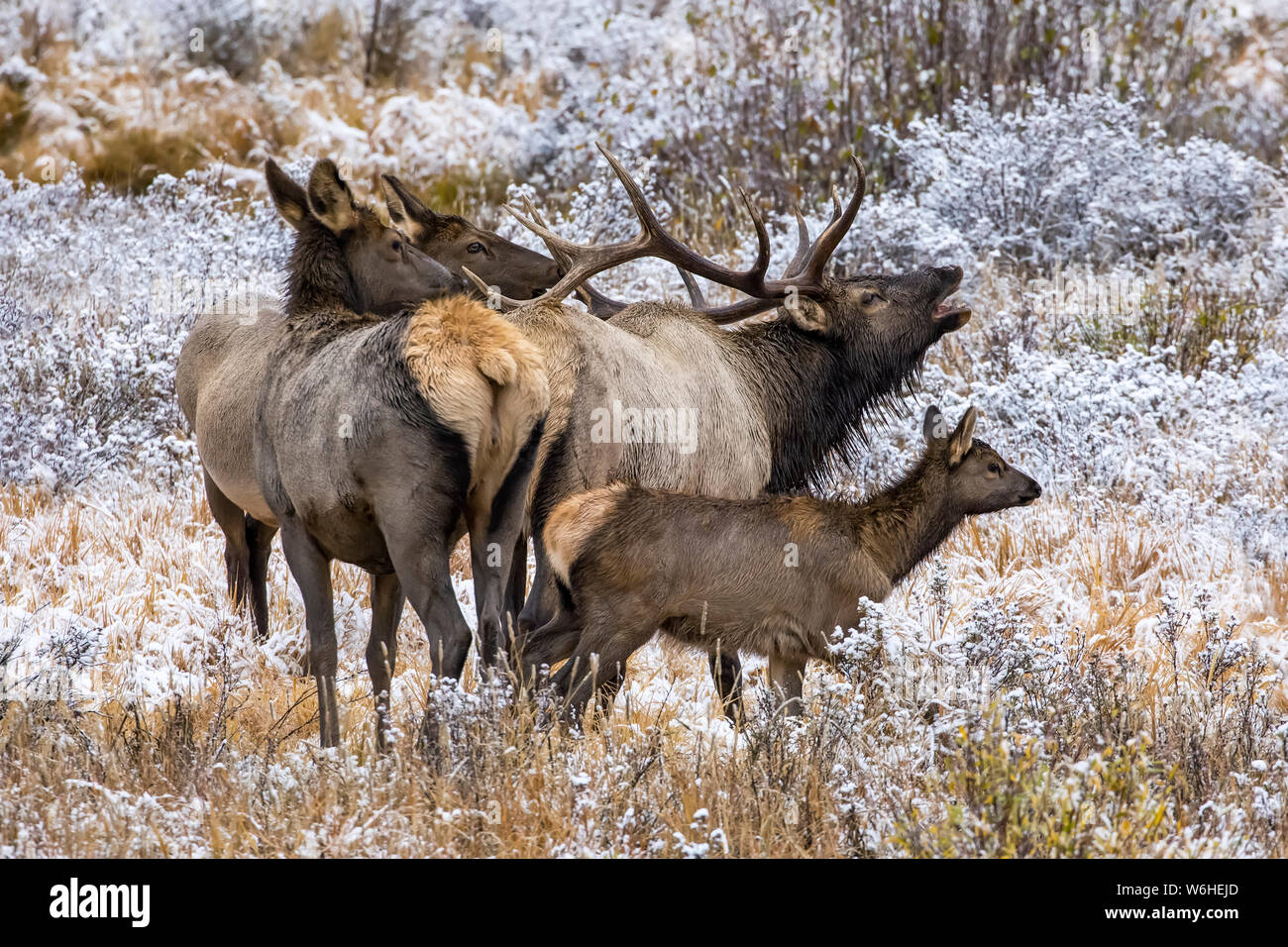 Bull le wapiti (Cervus canadensis) avec les wapitis et veau ; Denver, Colorado, États-Unis d'Amérique Banque D'Images