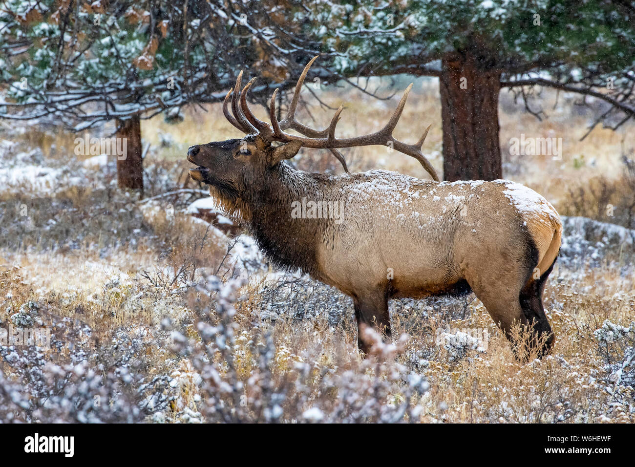 Bull le wapiti (Cervus canadensis) brames ; Denver, Colorado, États-Unis d'Amérique Banque D'Images