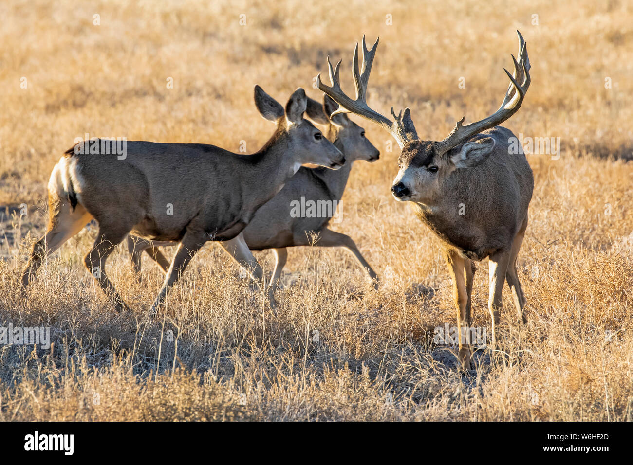Le cerf mulet (Odocoileus hemionus) buck et le doe à marcher ensemble par de l'herbe champ ; Denver, Colorado, États-Unis d'Amérique Banque D'Images