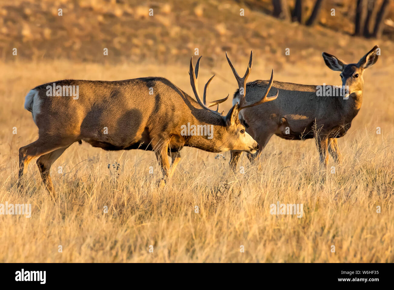Le cerf mulet (Odocoileus hemionus) buck et doe debout ensemble dans un champ d'herbe ; Denver, Colorado, États-Unis d'Amérique Banque D'Images