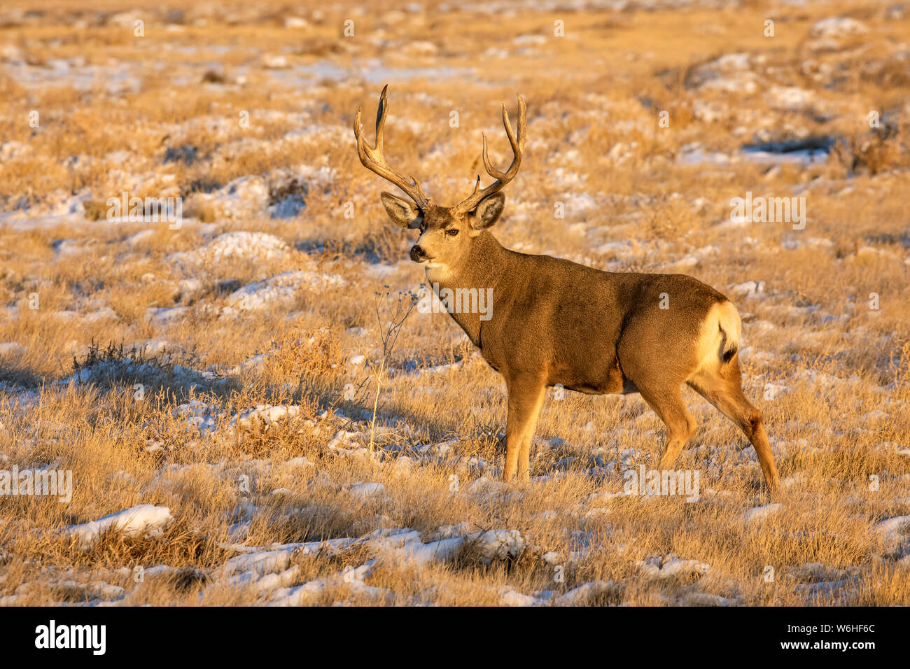 Buck le cerf mulet (Odocoileus hemionus) debout dans un champ d'herbe avec des traces de neige ; Denver, Colorado, États-Unis d'Amérique Banque D'Images
