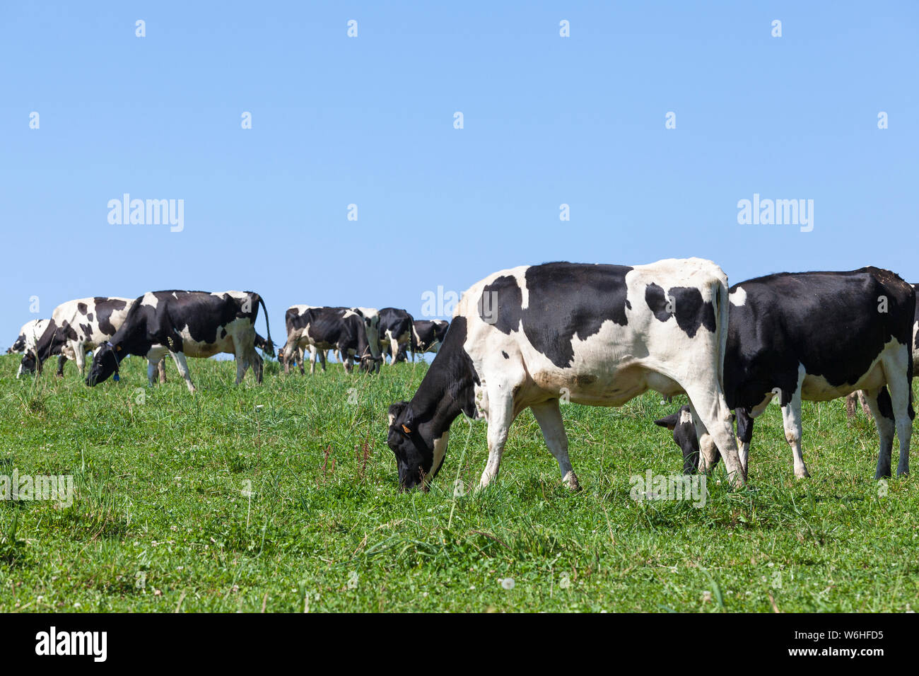 Troupeau de noir et blanc, les bovins vaches laitières Holstein, qui paissent dans un pâturage de printemps verdoyant Banque D'Images