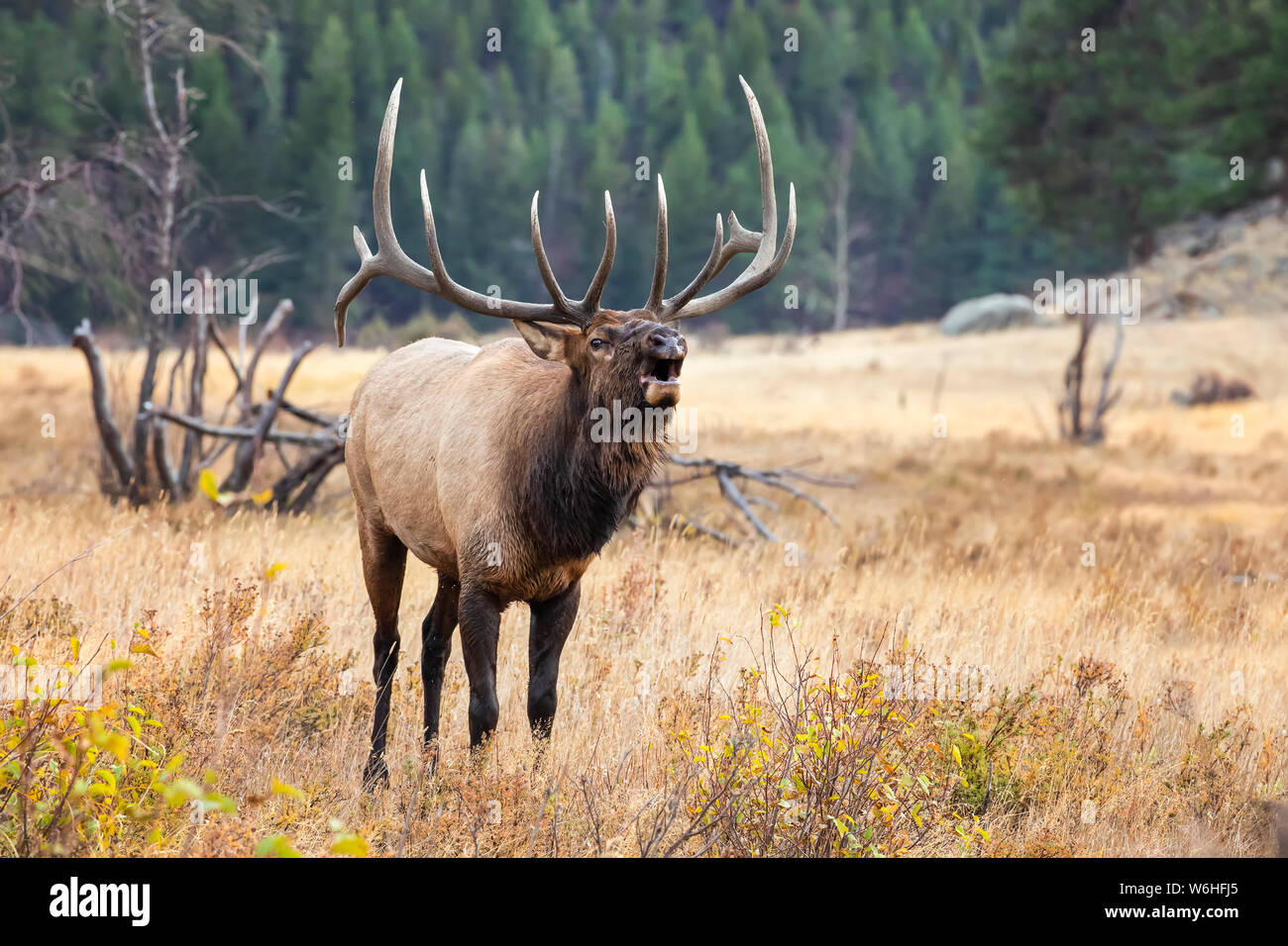 Bull le wapiti (Cervus canadensis) brames dans un champ ; Denver, Colorado, États-Unis d'Amérique Banque D'Images