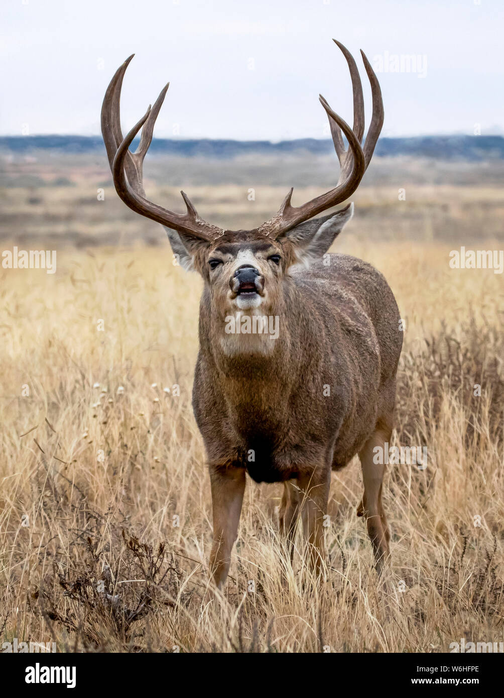 Bull le wapiti (Cervus canadensis) brames dans un champ ; Denver, Colorado, États-Unis d'Amérique Banque D'Images