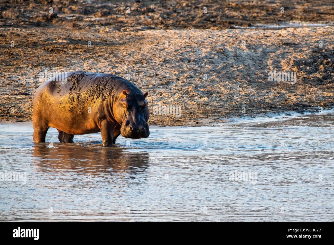 Hippopotame (Hippopotamus amphibious) debout jusqu'aux chevilles dans l'eau peu profonde dans le Parc National de Katavi ; Tanzanie Banque D'Images