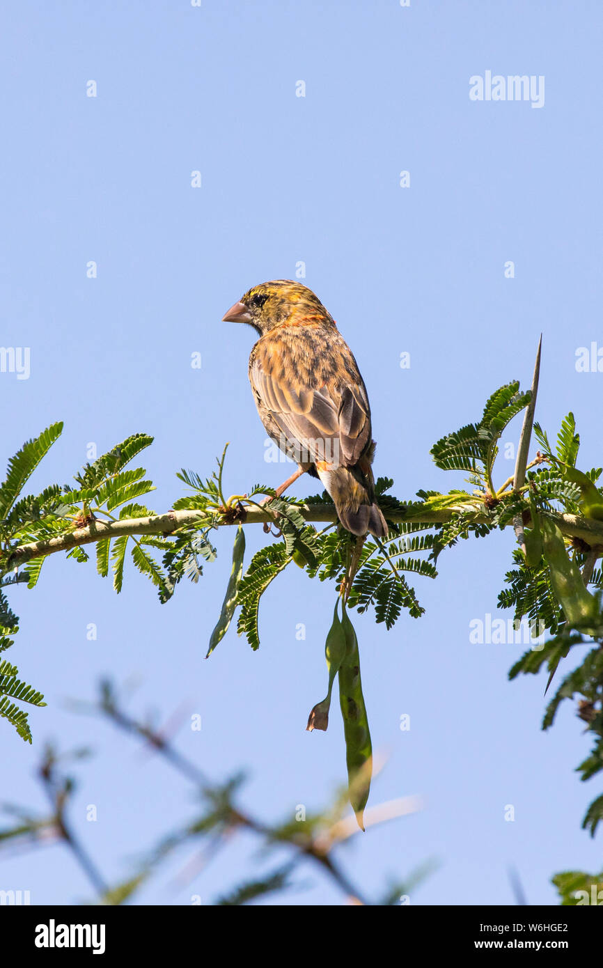 L'Évêque rouge du sud (Euplectes orix) mâle eclipse perché sur branche de l'arbre de la fièvre (Vachellia xanthophloea) au printemps, la rivière Breede, Western Cape, Sout Banque D'Images