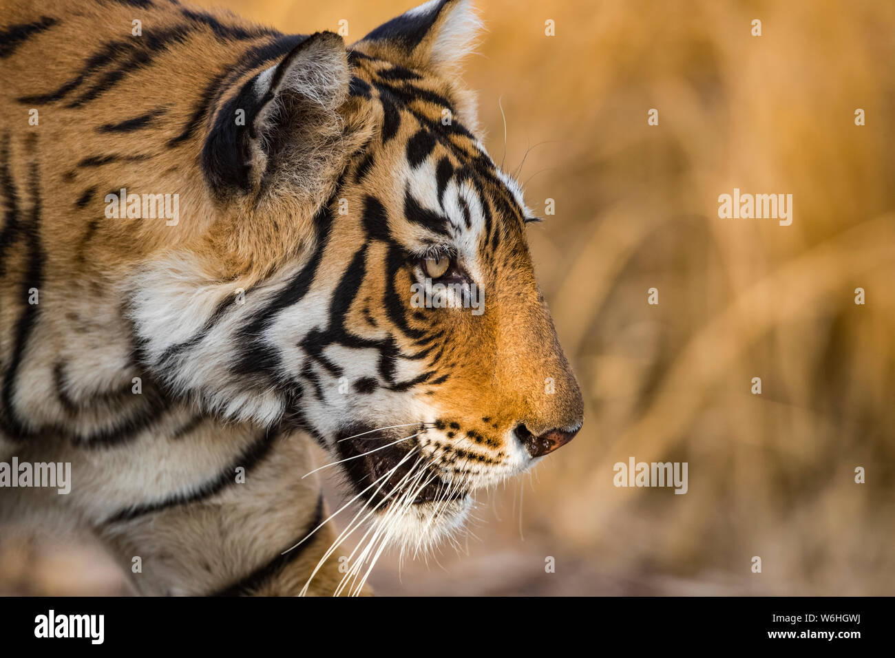 Tigre du Bengale (Panthera tigris tigris), parc national de Ranthambore; Inde Banque D'Images