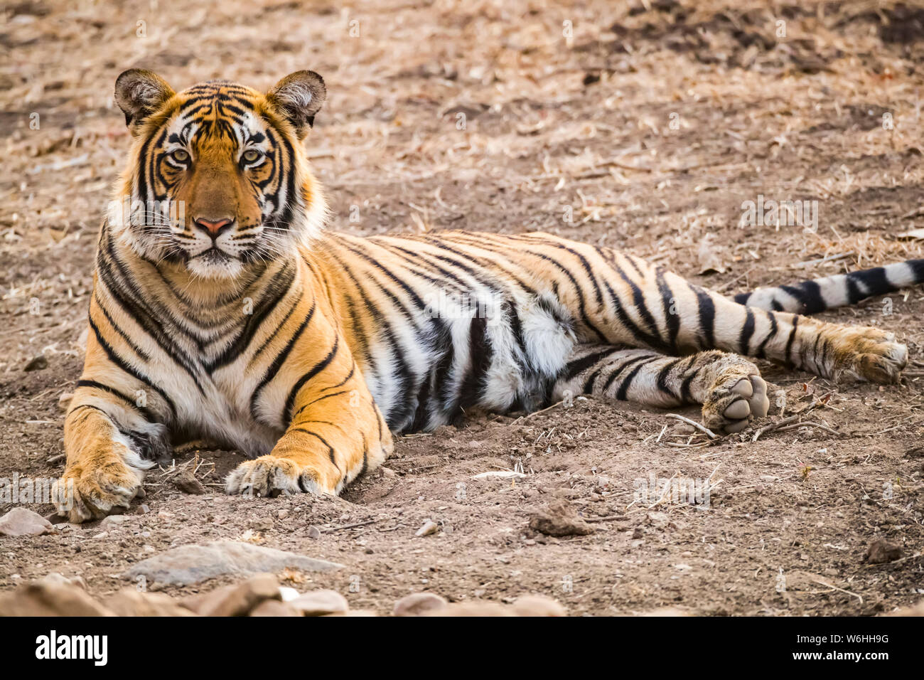 Tigre du Bengale (Panthera tigris tigris), le parc national de Ranthambore, Rajasthan, Inde Banque D'Images