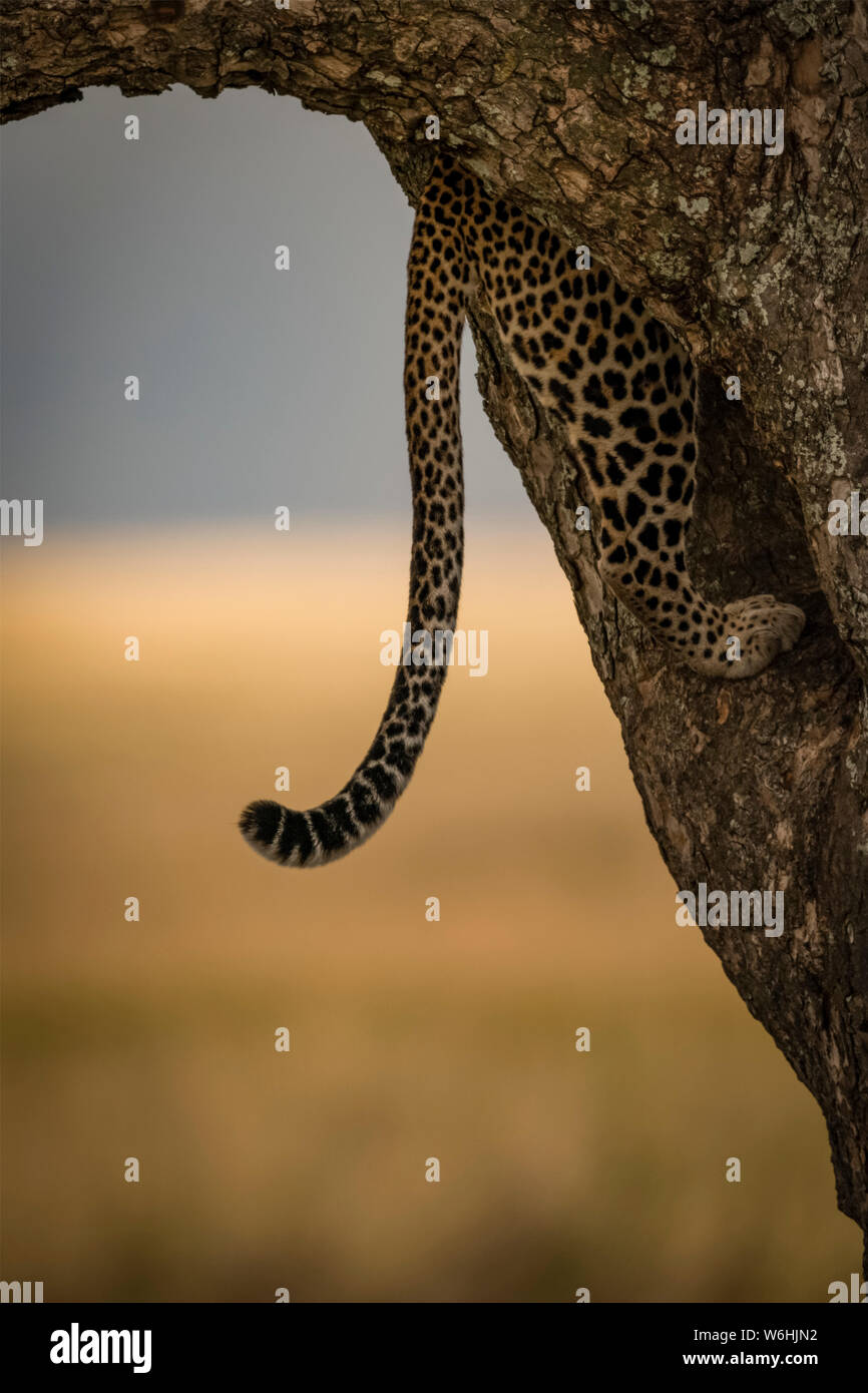 Queue de léopard (Panthera pardus) pend alors que l'escalade arbre, Serengeti, Tanzanie Banque D'Images
